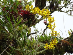 Cyrtochilum macranthum