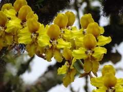 Cyrtochilum macranthum