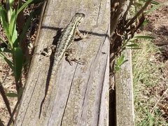 Sceloporus occidentalis