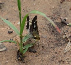 Platylesches moritili