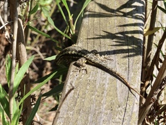 Sceloporus occidentalis