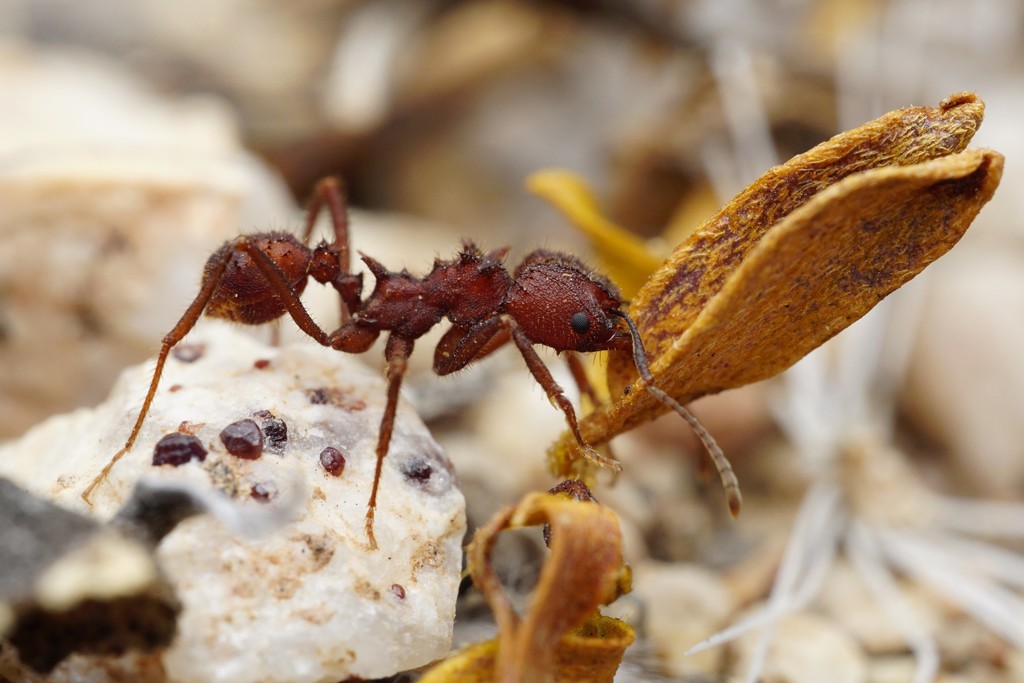 Desert Leaf-cutter Ant