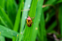 Mahanarva spectabilis