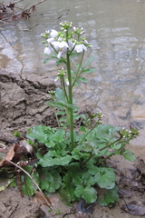 Cardamine uliginosa