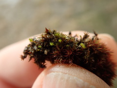 Bryum barnesii