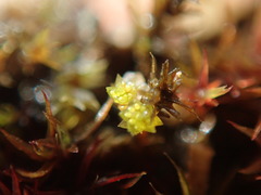 Bryum barnesii
