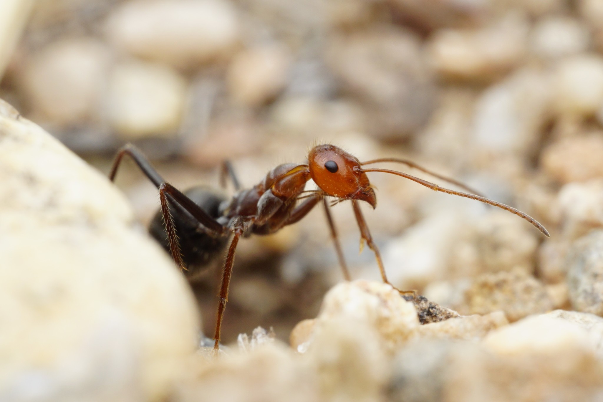 Myrmecocystus mendax