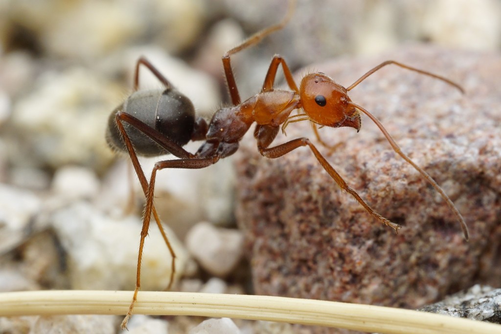 Myrmecocystus melliger