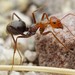 Melliger-group Honeypot Ants - Photo (c) Jake Nitta, some rights reserved (CC BY), uploaded by Jake Nitta