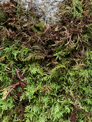 Pseudisothecium cristatum