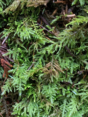 Pseudisothecium cristatum