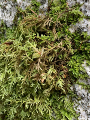 Pseudisothecium cristatum