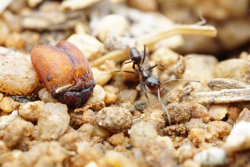 Crazy Pyramid Ant photo 5
