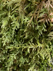 Pseudisothecium cristatum