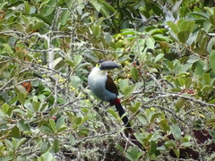 Andigena nigrirostris