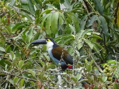 Andigena nigrirostris