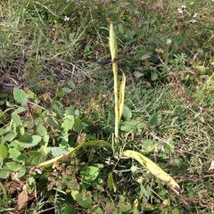 Dichromanthus michuacanus