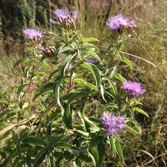 Chromolaena pulchella