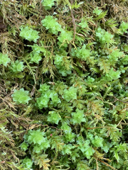 Plagiomnium venustum