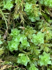 Plagiomnium venustum