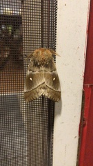 Ormiscodes cinnamomea