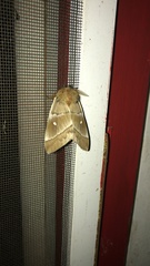 Ormiscodes cinnamomea