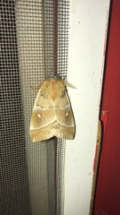 Ormiscodes cinnamomea