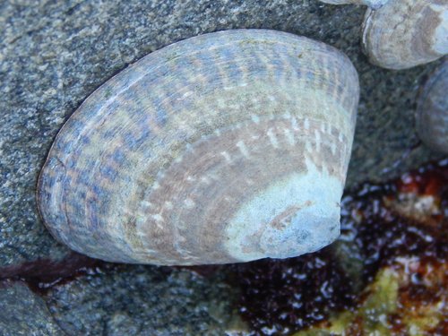 Mask Limpet
