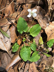 Viola primulifolia image