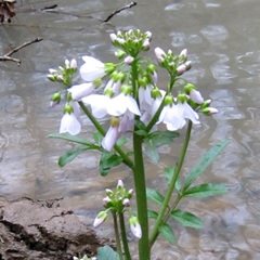 Cardamine uliginosa