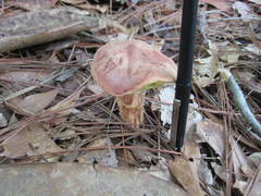 Xerocomus illudens