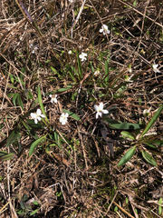 Viola lanceolata image