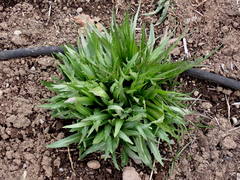 Microseris laciniata