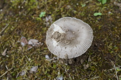 Amanita