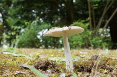 Amanita
