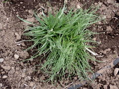 Microseris laciniata