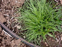 Microseris laciniata