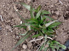 Microseris laciniata