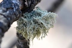 Usnea glabrata