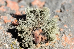 Usnea glabrata