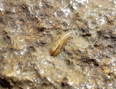 Lirceus
