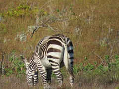 Equus zebra zebra
