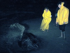 Dermochelys coriacea