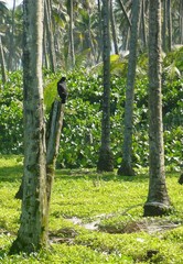 Buteogallus anthracinus