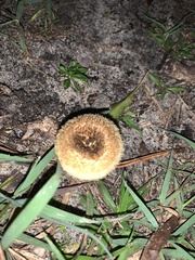 Lentinus