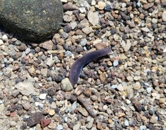 Continenticola
