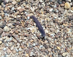 Continenticola