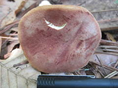 Xerocomus illudens