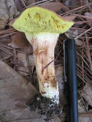Xerocomus illudens