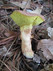 Xerocomus illudens